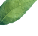 leaf1